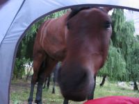groesseres Bild