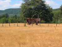 groesseres Bild